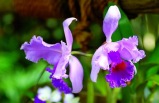 1-Day Tour to Grand Circle Island, Big Island, Hawaii